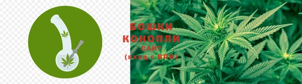 прущие грибы Нефтегорск